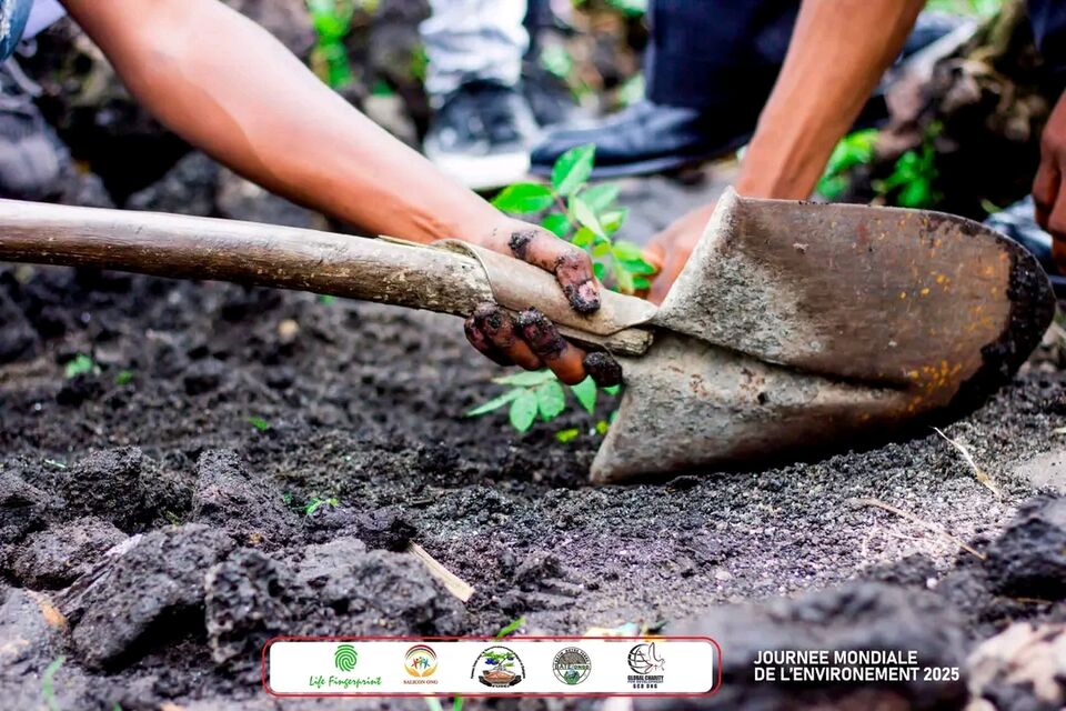 Mise en terre d’un jeune plant, SALICON RDC.