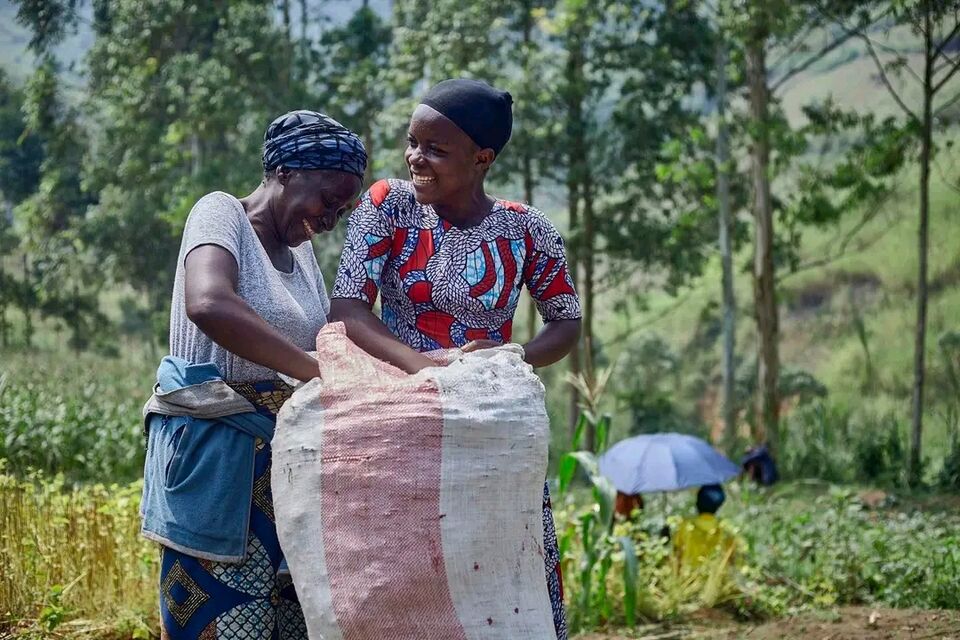 Conditionnement de la récolte avant la mise en marché, SALICON RDC.
