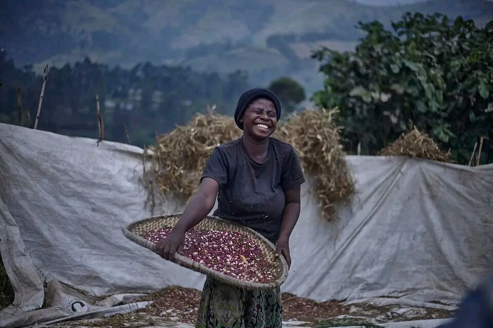 Vannage de la production vivrière, SALICON RDC.